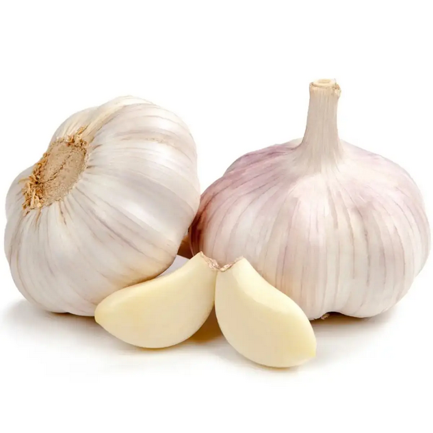 Garlic